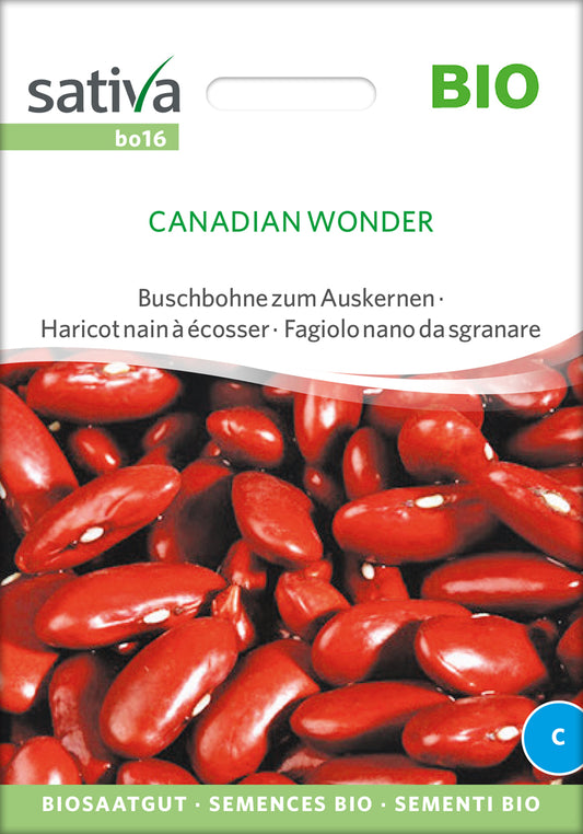 Artikelbild 1 von "BIO Auskernbohne Canadian Wonder" aus der Kategorie Bohnensamen