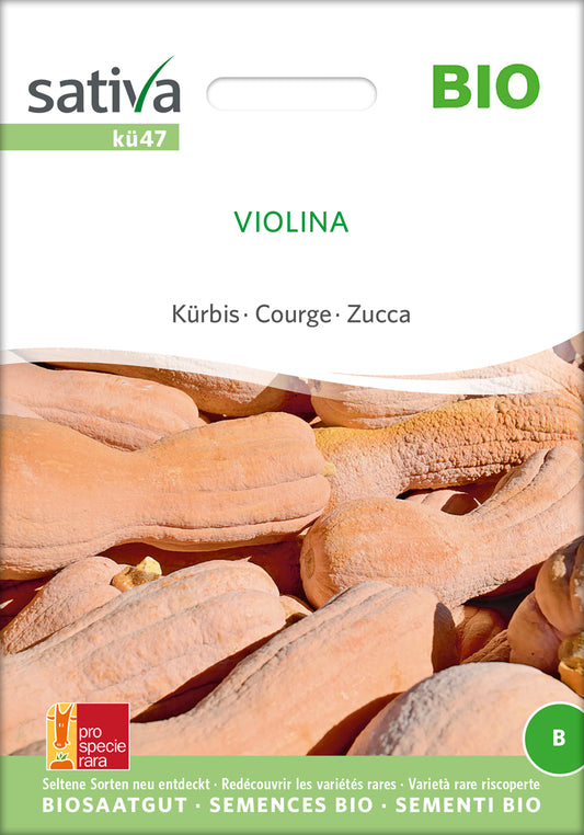 Artikelbild 1 von "BIO Kürbis Violina" aus der Kategorie Butternutkürbissamen