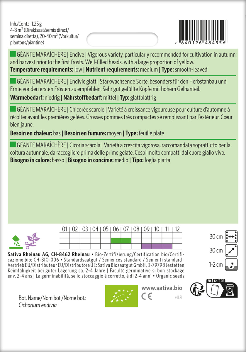 Artikelbild 2 von "BIO Endivie glatt Géante Maraîchère" aus der Kategorie Endiviensalatsamen