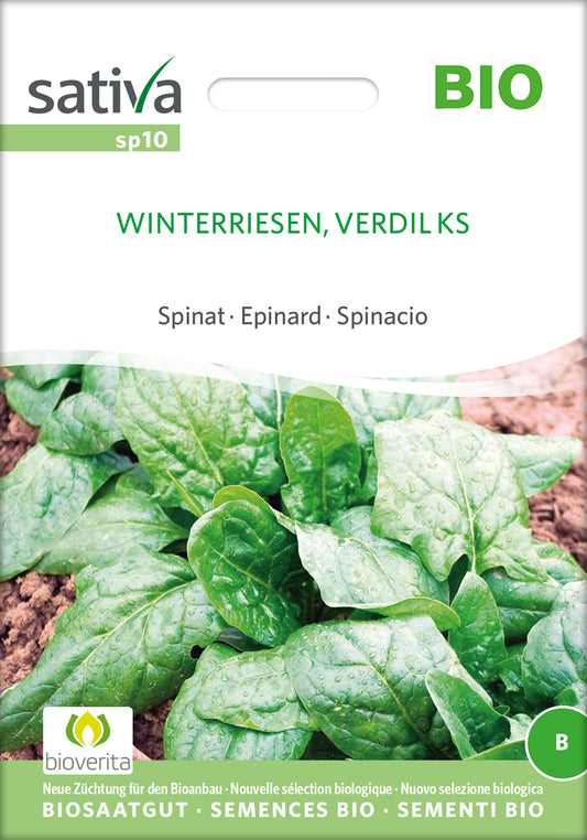 Artikelbild 1 von "BIO Spinat Winterriesen, Verdil Ks" aus der Kategorie Spinatsamen