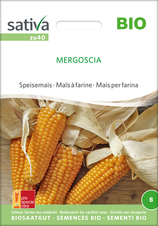 Artikelbild 1 von "BIO Speisemais Mergoscia" aus der Kategorie Maissamen