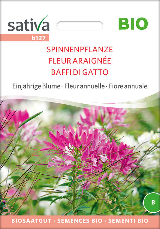Artikelbild 1 von "BIO Spinnenpflanze" aus der Kategorie Spinnenblumensamen