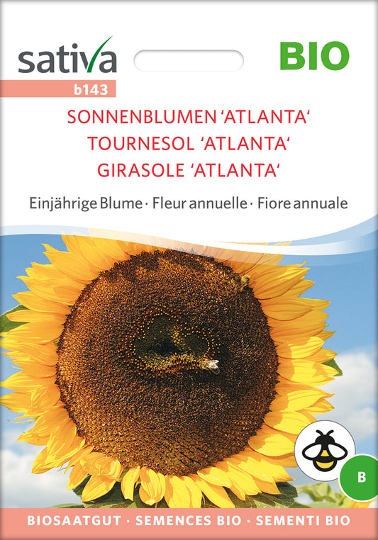 Sonnenblumen 'Atlanta' | BIO Sonneblumensamen von Sativa Rheinau