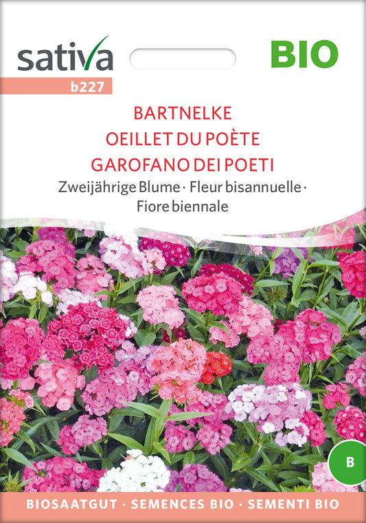 Artikelbild 1 von "BIO Bartnelke" aus der Kategorie Nelkensamen