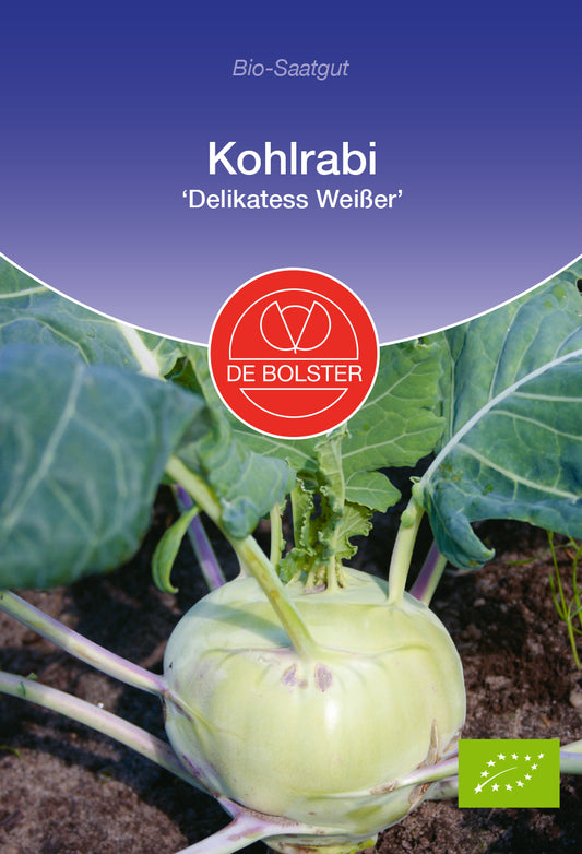 Artikelbild 1 von "BIO Kohlrabi Delikatess Weißer" aus der Kategorie Kohlrabisamen