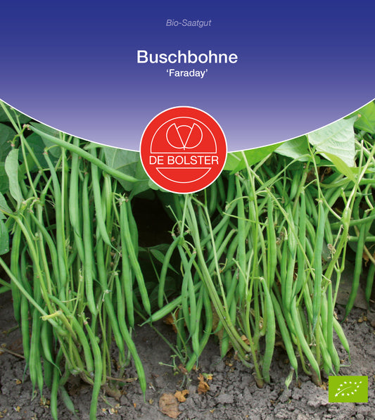 Artikelbild 1 von "BIO Buschbohne Faraday" aus der Kategorie Buschbohnensamen
