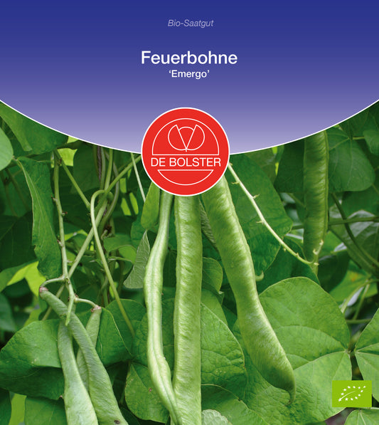 Artikelbild 1 von "BIO Feuerbohne Emergo" aus der Kategorie Feuerbohnensamen