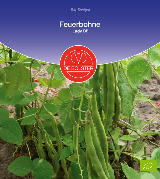 Artikelbild 1 von "BIO Feuerbohne Lady Di" aus der Kategorie Feuerbohnensamen