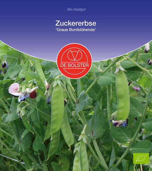 Artikelbild 1 von "BIO Zuckererbse Graue Buntblühende" aus der Kategorie Zuckererbsensamen