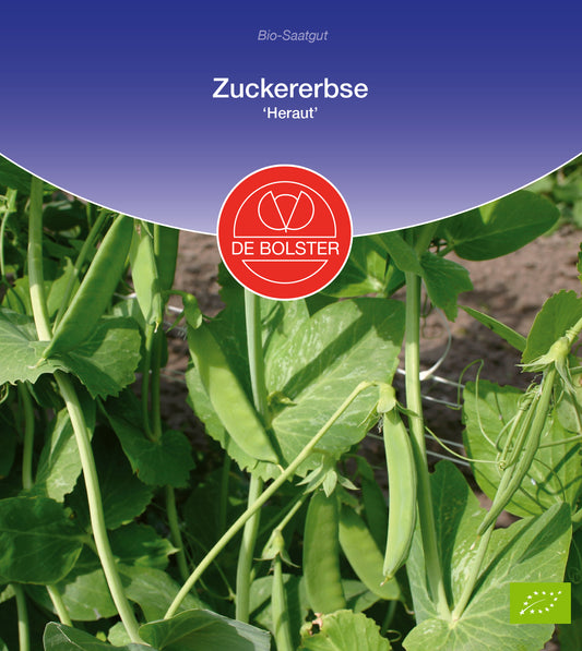 Artikelbild 1 von "BIO Zuckererbse Heraut" aus der Kategorie Zuckererbsensamen