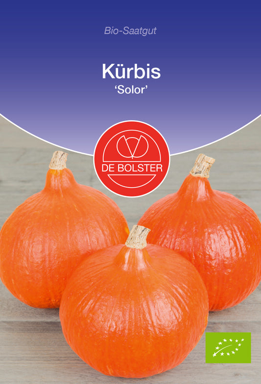 Artikelbild 1 von "BIO Kürbis Solor" aus der Kategorie Kürbissamen