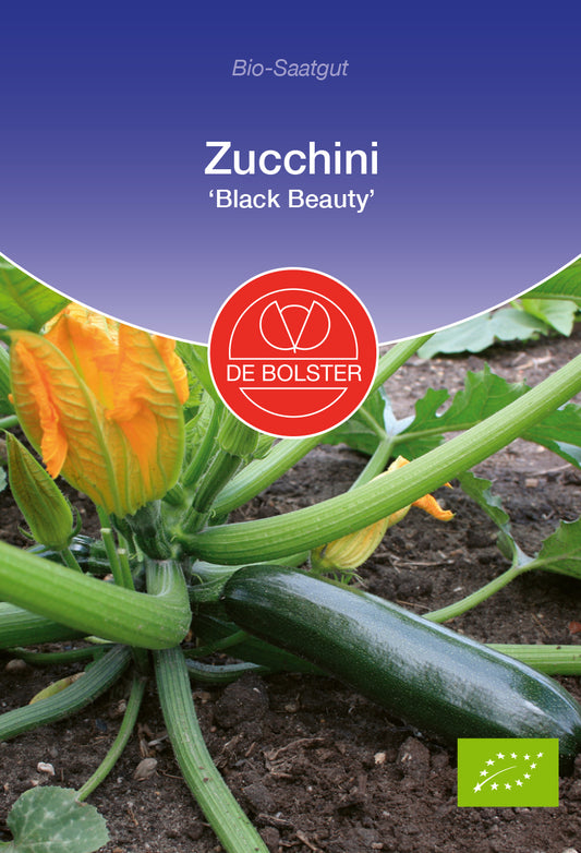 Artikelbild 1 von "BIO Zucchini Black Beauty" aus der Kategorie Zucchinisamen