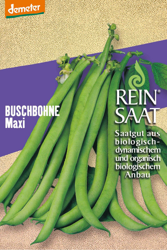 Artikelbild 1 von "BIO Buschbohne Maxi" aus der Kategorie Buschbohnensamen