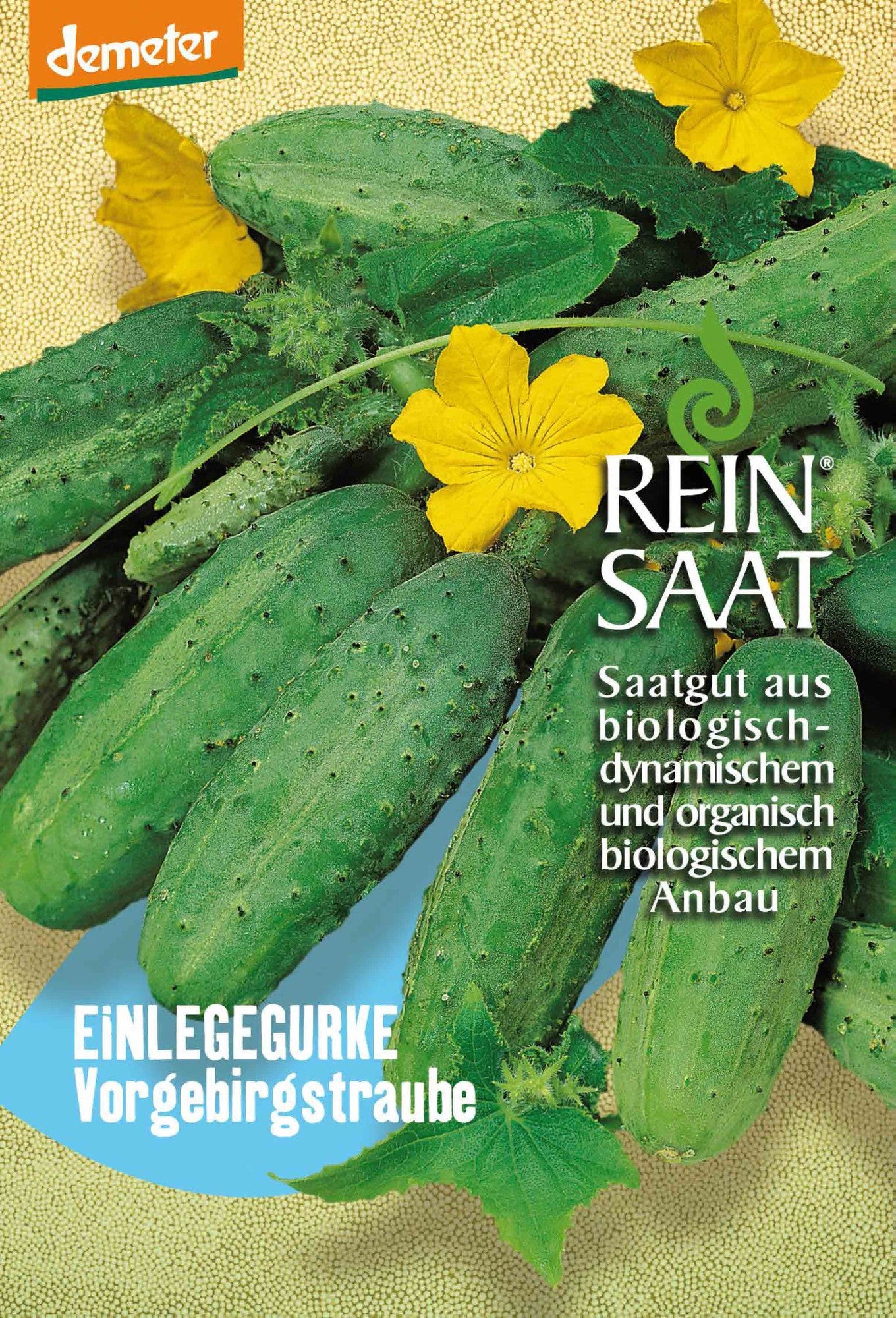 Artikelbild 1 von "BIO Einlegegurke Vorgebirgstraube" aus der Kategorie Einlegegurkensamen