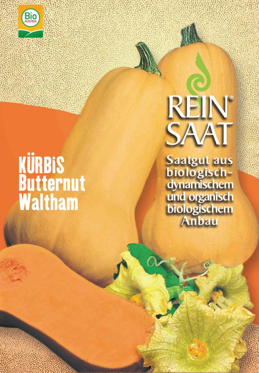 Artikelbild 1 von "BIO Kürbis Butternut Waltham" aus der Kategorie Butternutkürbissamen