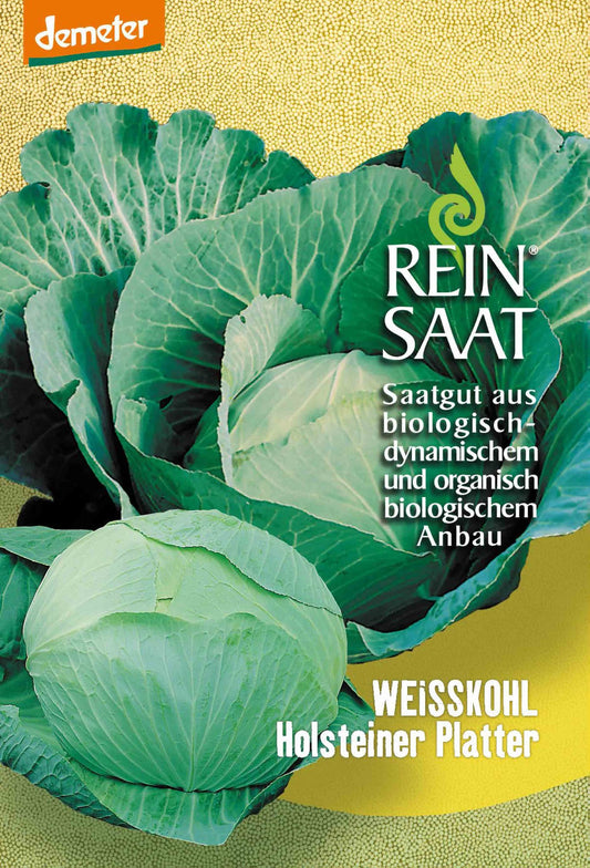 Artikelbild 1 von "BIO Weißkraut Holsteiner Platter" aus der Kategorie Weißkohlsamen