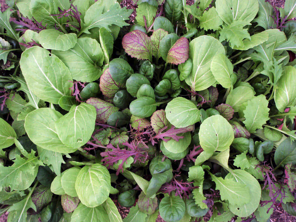 Artikelbild 2 von "BIO Asiagemüse Oriental Mix" aus der Kategorie Gemüsesamen