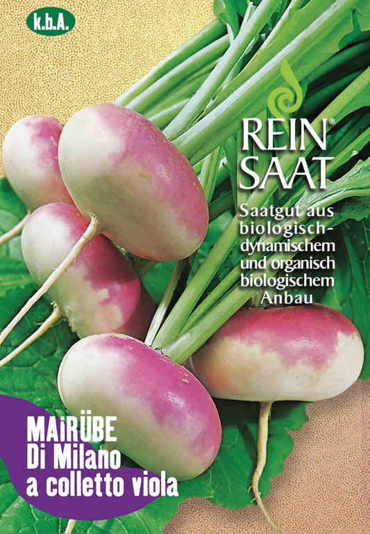 Artikelbild 1 von "BIO Mairübe Di Milano a Colletto Viola" aus der Kategorie Mairübensamen