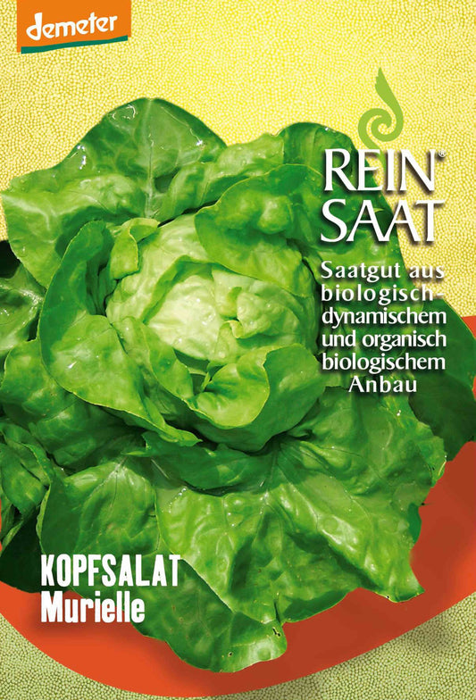 Artikelbild 1 von "BIO Kopfsalat Murielle" aus der Kategorie Kopfsalatsamen
