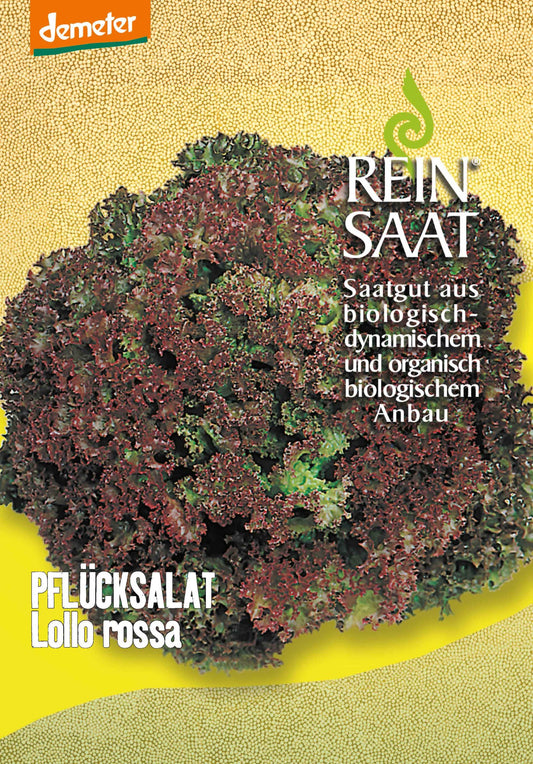 Artikelbild 1 von "BIO Pflücksalat Lollo Rossa" aus der Kategorie Pflücksalatsamen