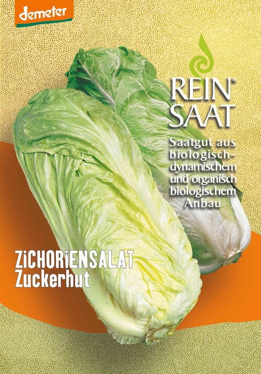 Artikelbild 1 von "BIO Zichorie Zuckerhut" aus der Kategorie Zuckerhutsamen