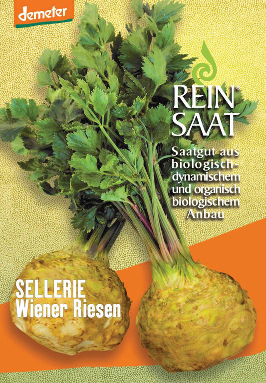 Artikelbild 1 von "BIO Knollensellerie Wiener Riesen" aus der Kategorie Knollenselleriesamen