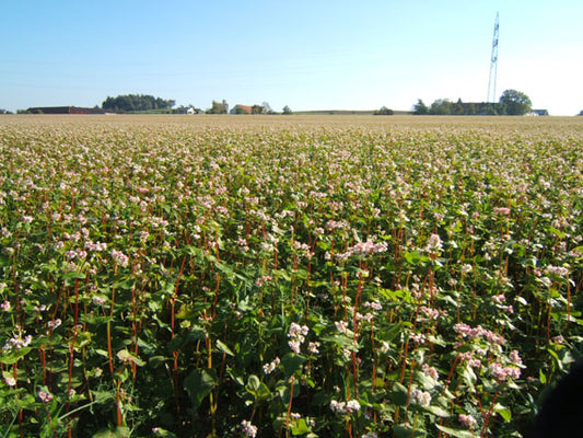 Artikelbild 1 von "BIO Buchweizen" aus der Kategorie Gründünger & -düngung