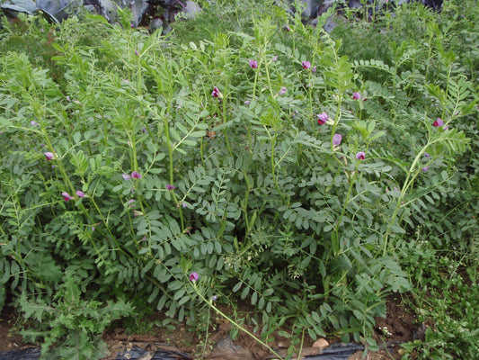 Artikelbild 1 von "BIO Sommerwicke" aus der Kategorie Gründünger & -düngung