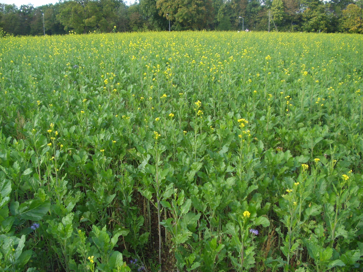 Artikelbild 1 von "BIO Gelbsenf" aus der Kategorie Gründünger & -düngung