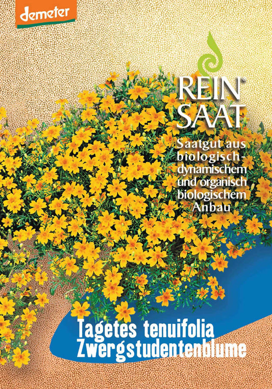 Artikelbild 1 von "BIO Zwergstudentenblume" aus der Kategorie Studentenblumensamen