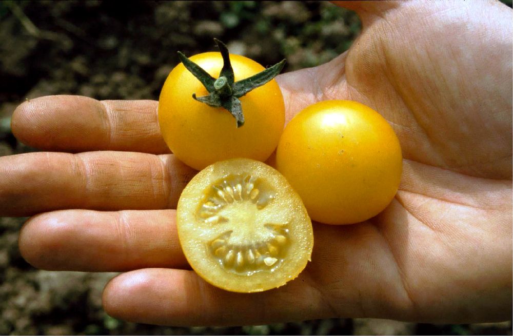 Artikelbild 2 von "BIO Cocktailtomate Cerise gelb" aus der Kategorie Kirschtomatensamen