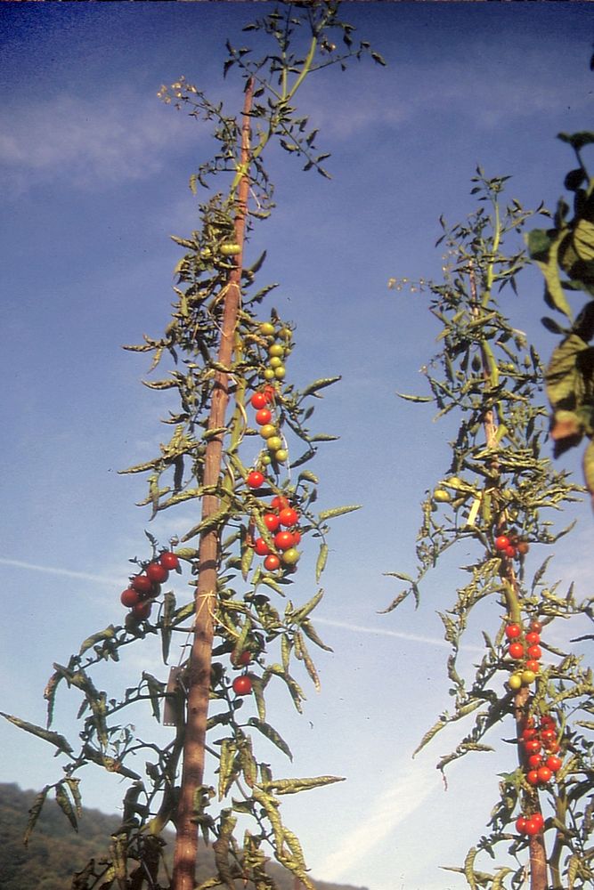 Artikelbild 3 von "BIO Cocktailtomate Cerise rot" aus der Kategorie Kirschtomatensamen