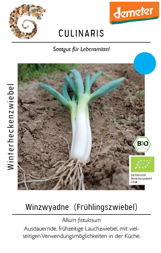 Artikelbild 1 von "BIO Winterheckenzwiebel (Frühlingszwiebel)" aus der Kategorie Zwiebelsamen