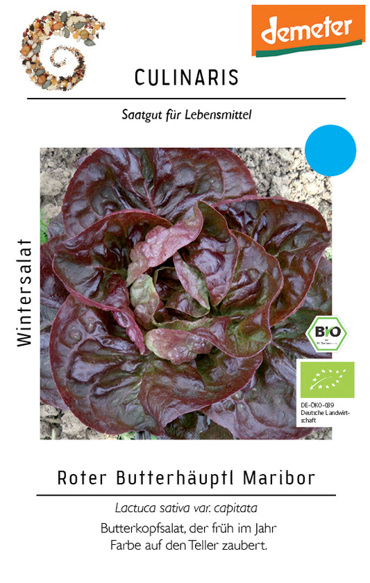Artikelbild 1 von "BIO Wintersalat Roter Butterhäuptl Maribor" aus der Kategorie Salatsamen