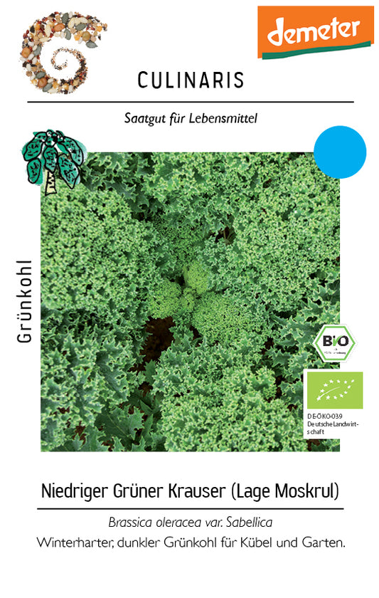 Artikelbild 1 von "BIO Grünkohl Niedriger Grüner Krauser" aus der Kategorie Grünkohlsamen