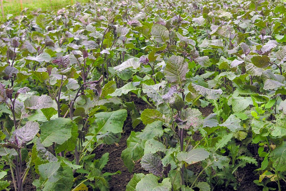 Artikelbild 3 von "BIO Abessinischerer Kohl Carina" aus der Kategorie Kohlsamen