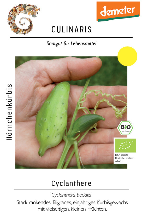 Artikelbild 1 von "BIO Cyclanthere, Hörnchenkürbis" aus der Kategorie Kürbissamen