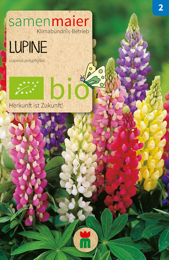 Rauhülsige Lupine Samen Mischung – Einjährig, Farbenfroh, Als Gruppe Oder Schnittblume