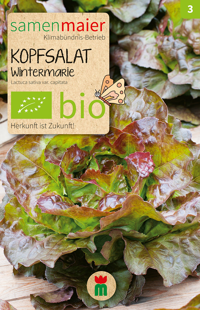 Artikelbild 1 von "BIO Winterkopfsalat Wintermarie" aus der Kategorie Kopfsalatsamen
