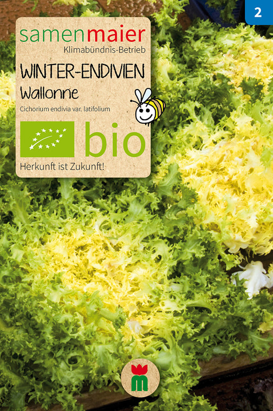 Artikelbild 1 von "BIO Winter-Endivien Wallonne" aus der Kategorie Endiviensalatsamen