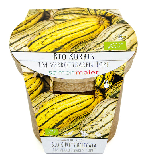 Bio-Anzuchtset Kürbis "Delicata" | Anzucht-Set von Samen Maier