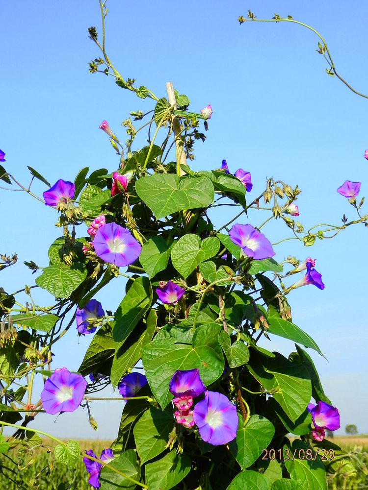 Artikelbild 3 von "BIO Buntblühende Prachtwinde" aus der Kategorie Blumensamen