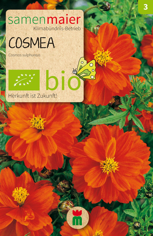Artikelbild 1 von "BIO Cosmea Schmuckkörbchen orange" aus der Kategorie Cosmeasamen