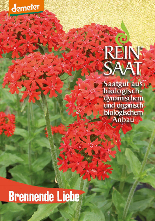 Artikelbild 1 von "BIO Brennende Liebe" aus der Kategorie Nelkensamen