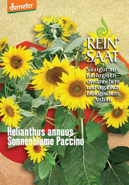 Artikelbild 1 von "BIO Sonnenblume Paccino" aus der Kategorie Sonnenblumensamen