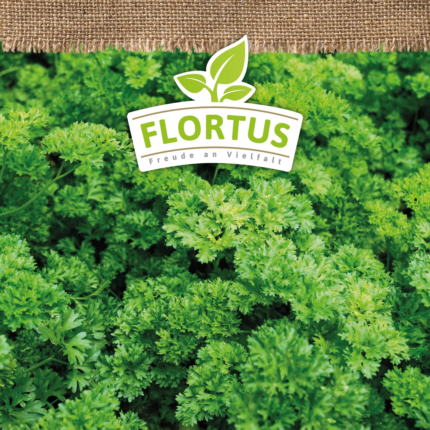 Artikelbild 5 von "BIO Petersilie Mooskrause" aus der Kategorie Petersiliensamen