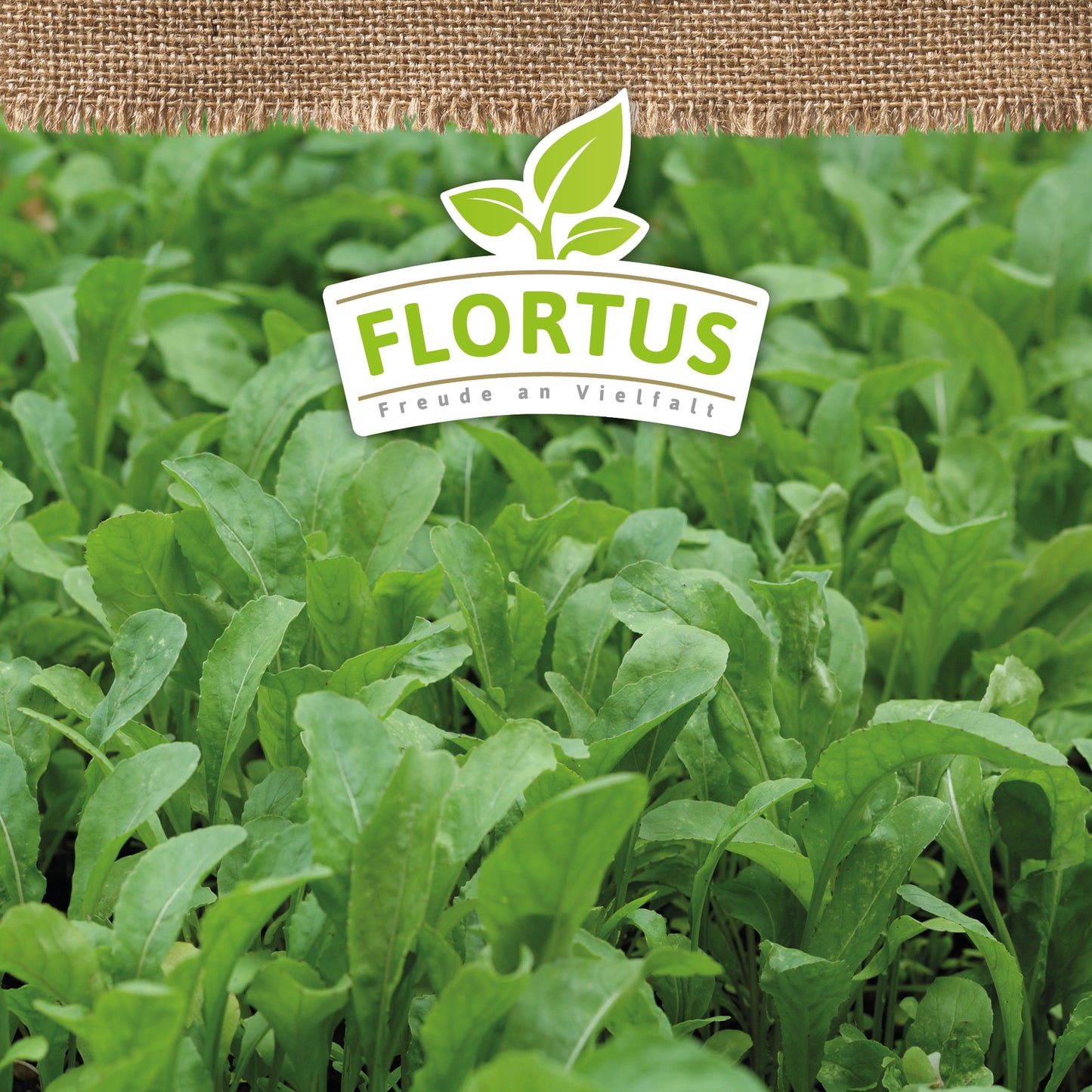 Artikelbild 5 von "BIO Wilde Rauke" aus der Kategorie Rucola- / Raukesamen