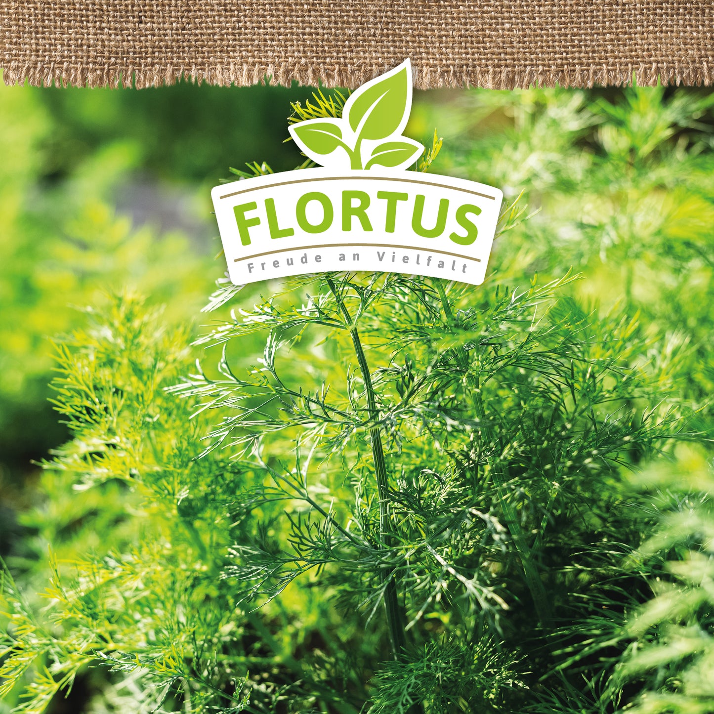 Artikelbild 5 von "BIO Dill" aus der Kategorie Dillsamen