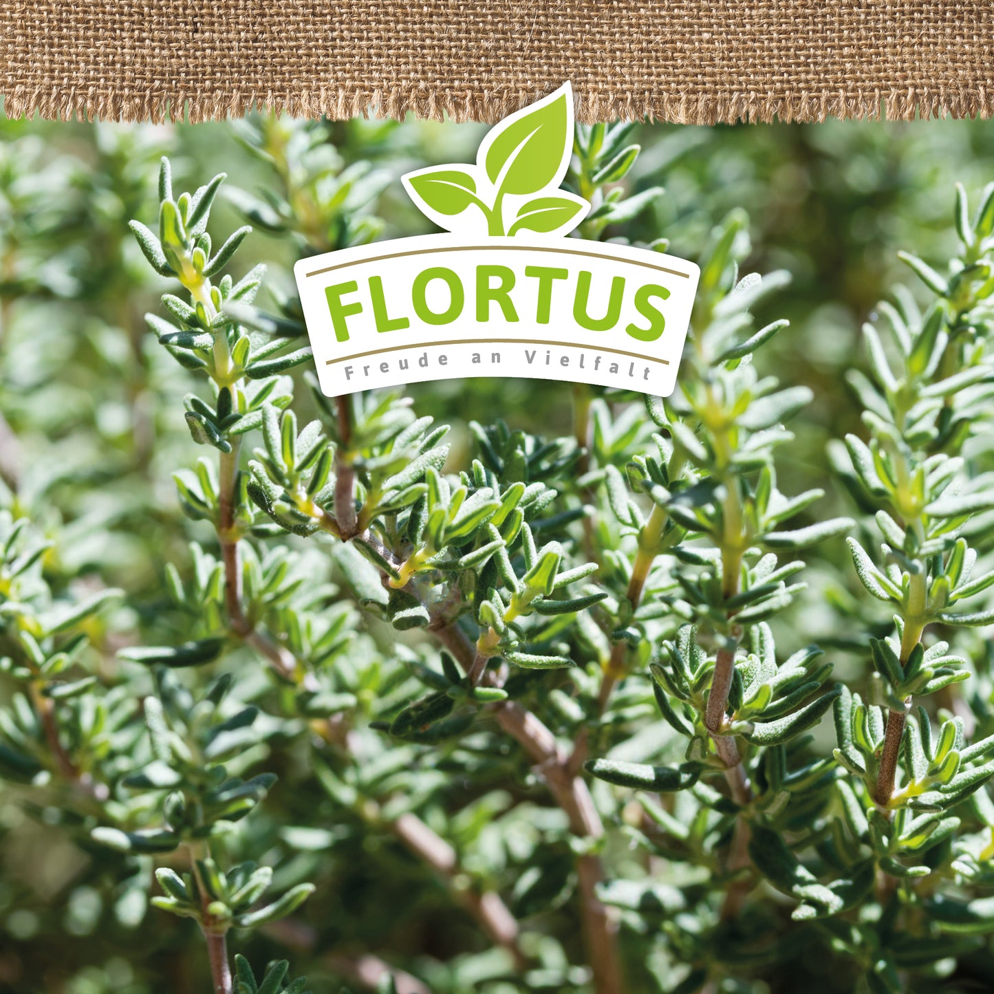 Artikelbild 5 von "BIO Thymian" aus der Kategorie Thymiansamen