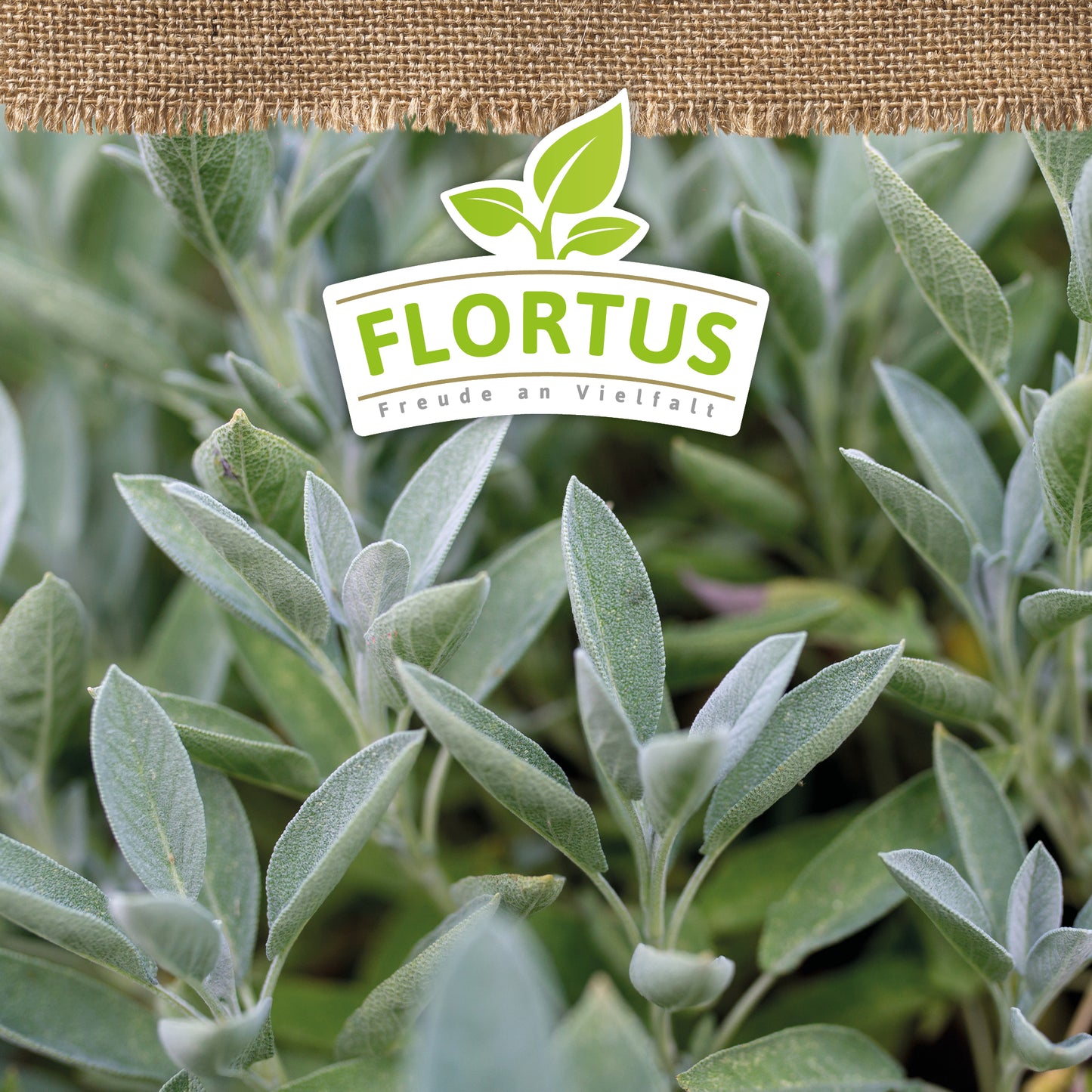 Artikelbild 5 von "BIO Salbei" aus der Kategorie Salbeisamen